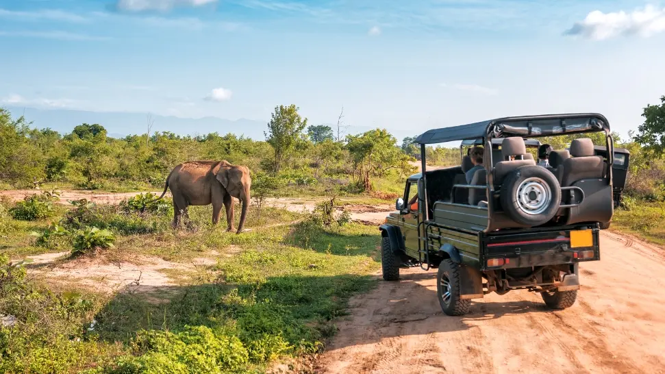 Wildlife Safari- best things to do in Coorg